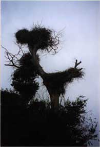 Original Dark photo of nests