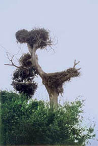 Retouched Photo of Nests